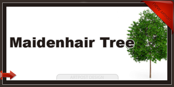 Модель дерева \ Maidenhair Tree (Ginkgo biloba)